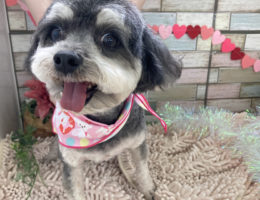 トリミング￼✂️