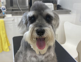 トリミング✂️