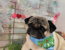 トリミング✂️