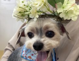 トリミング✂️