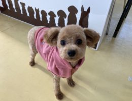 トリミング￼✂️