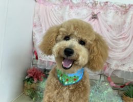 トリミング✂️