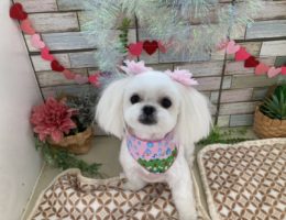 トリミング✂️