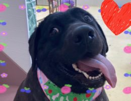 トリミング￼✂️