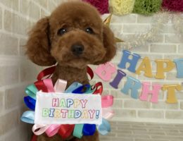 トリミング￼✂️