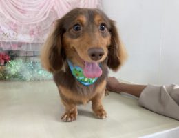 トリミング✂️