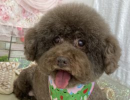 トリミング✂️