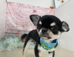 トリミング✂️