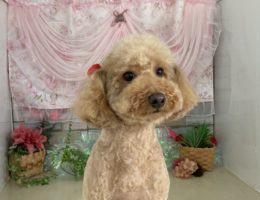 トリミング￼✂️