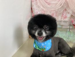 トリミング￼✂️