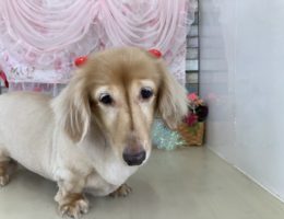 トリミング￼✂️