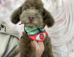 トリミング￼✂️