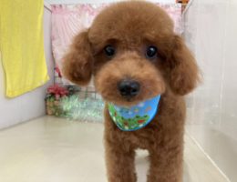 トリミング✂️