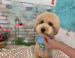 トリミング￼✂️