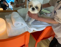 ドックアロマ筋肉マッサージ