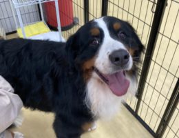 トリミング✂️