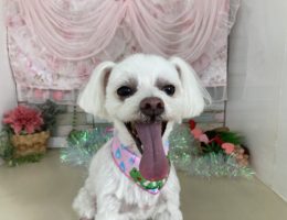 トリミング￼✂️