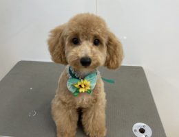 トリミング✂️