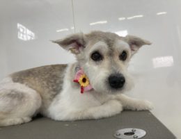 トリミング✂️