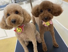 トリミング￼✂️