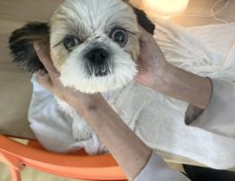 ドックアロマ筋肉マッサージ　セラピスト