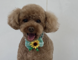 トリミング￼✂️