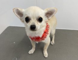 トリミング￼✂️