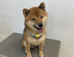 トリミング￼✂️