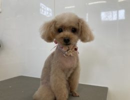 トリミング￼✂️