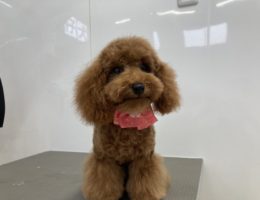 トリミング￼✂️