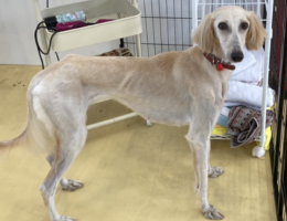 トリミング￼✂️