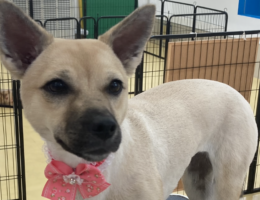 トリミング￼✂️