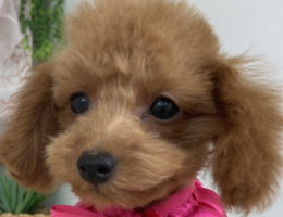 トリミング￼✂️