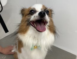 トリミング￼✂️