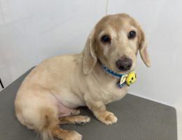 トリミング✂️