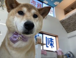 トリミング￼✂️