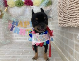 トリミング￼✂️