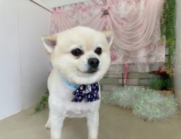 トリミング￼✂️