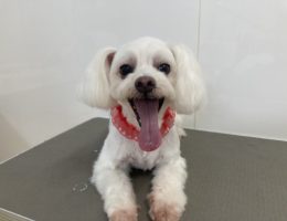 トリミング😀✂️