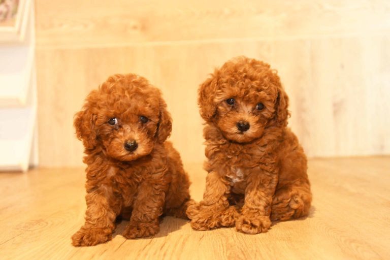 仔犬情報 | ワンワン広場カムカム
