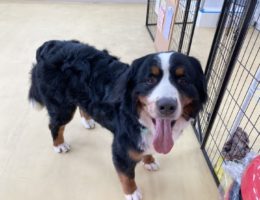 トリミング￼✂️