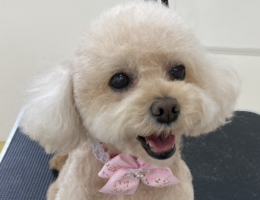 トリミング￼✂️