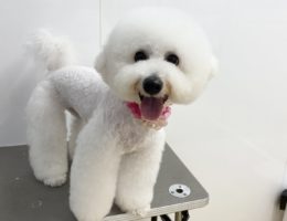 トリミング￼✂️