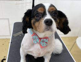 トリミング￼✂️