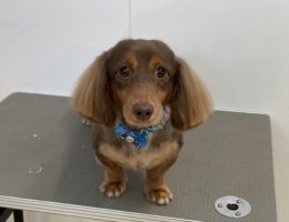 トリミング￼✂️