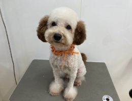 トリミング✂️