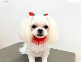 トリミング￼✂️