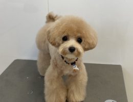 トリミング￼✂️
