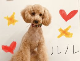 トリミング￼✂️