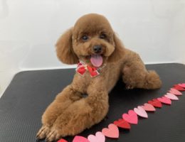 トリミング✂️